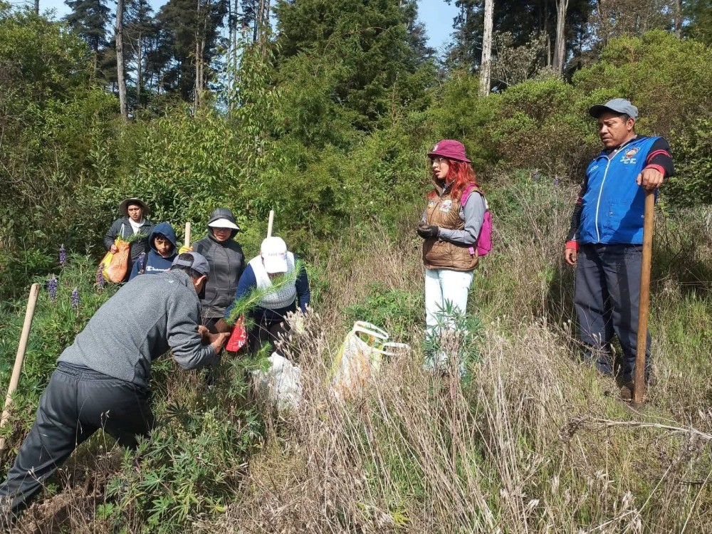 Avanza proceso de reforestación en astilleros municipales de San Pedro Sacatepéquez, San Marcos 