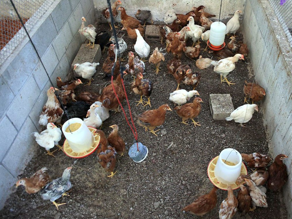 Crianza de aves de traspatio: esencial para la economía familiar en Petén