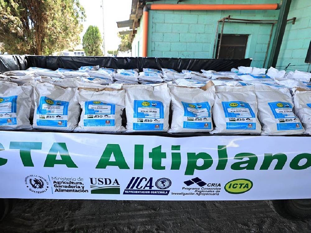 ¿Cuáles son los beneficios de la semilla de maíz ICTA-Altiplano?