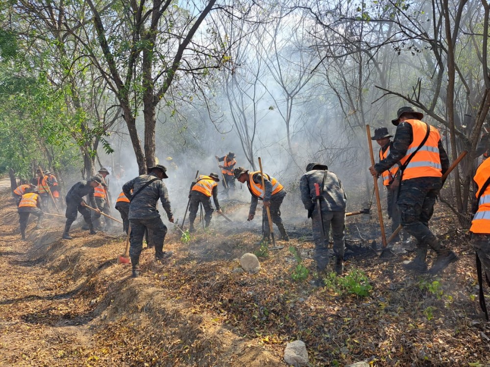 Cuatro municipios del departamento reflejan alto índice de denuncias forestales 