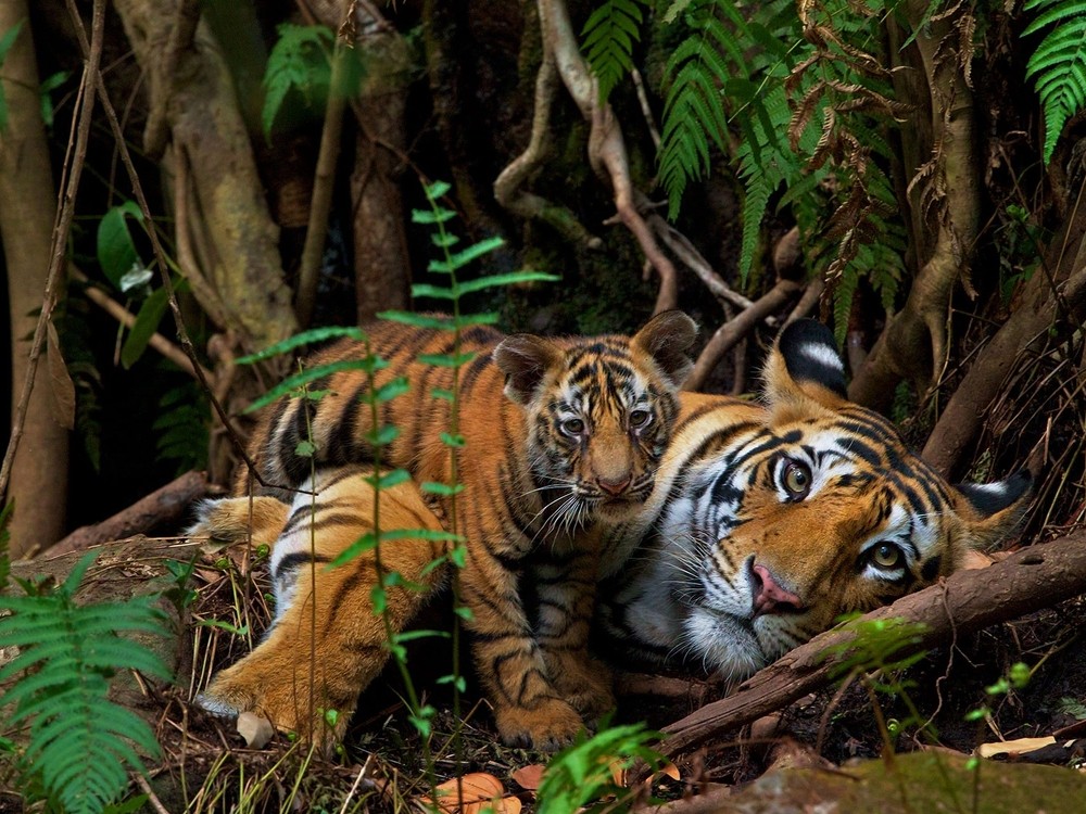 ¿Cuántas rayas tienen los tigres? 
