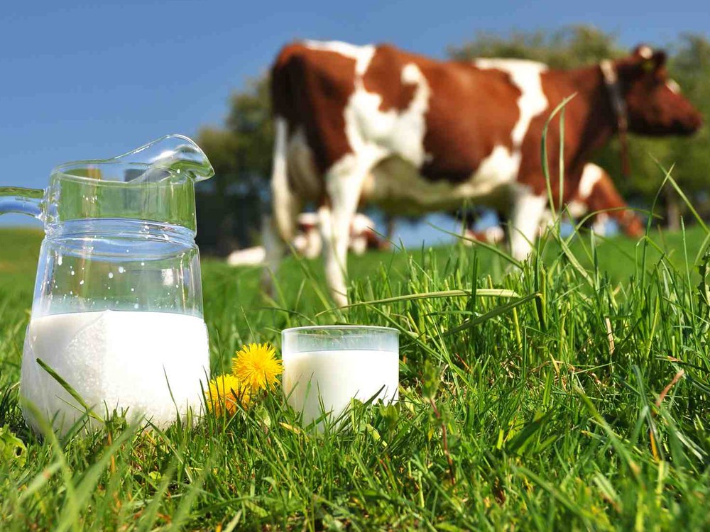 Día Mundial de la Leche: conozca los beneficios para el organismo 