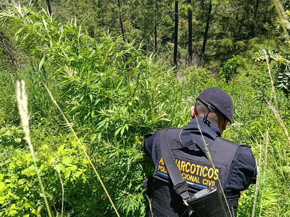 Erradican marihuana en San Marcos 