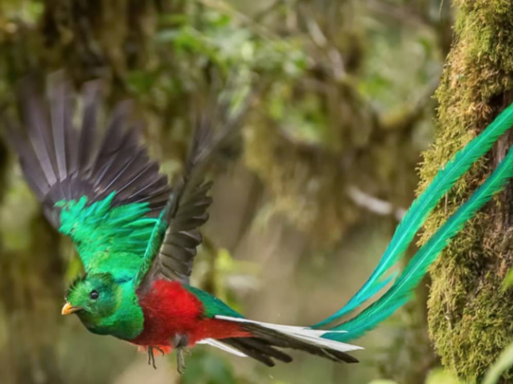 Fotos: El Quetzal, Ave Nacional de Guatemala captado en su hábitat