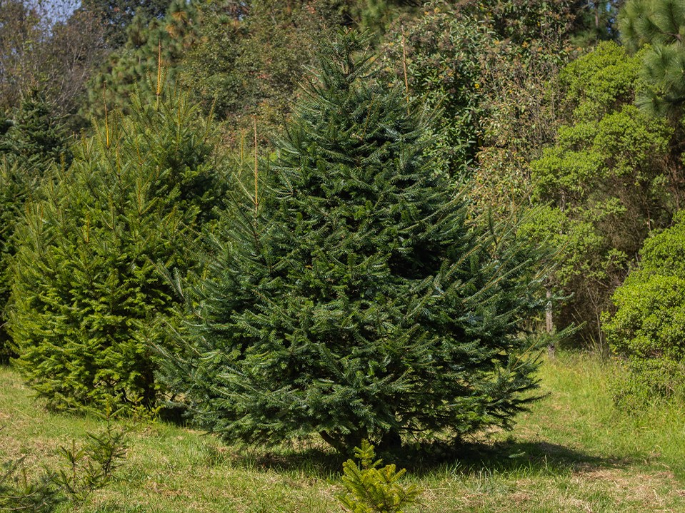 FOTOS: Esto debes saber sobre el árbol de pinabete en Guatemala 