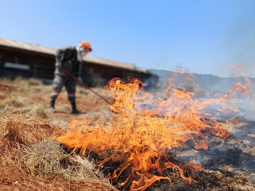 Fuego consume miles de hectáreas de bosques