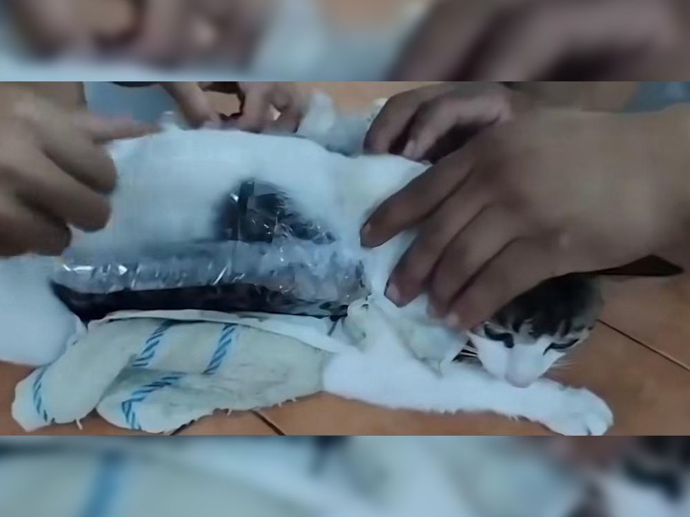 Gato con droga: el insólito caso del felino que el narco convirtió en ‘mula’ en Costa Rica