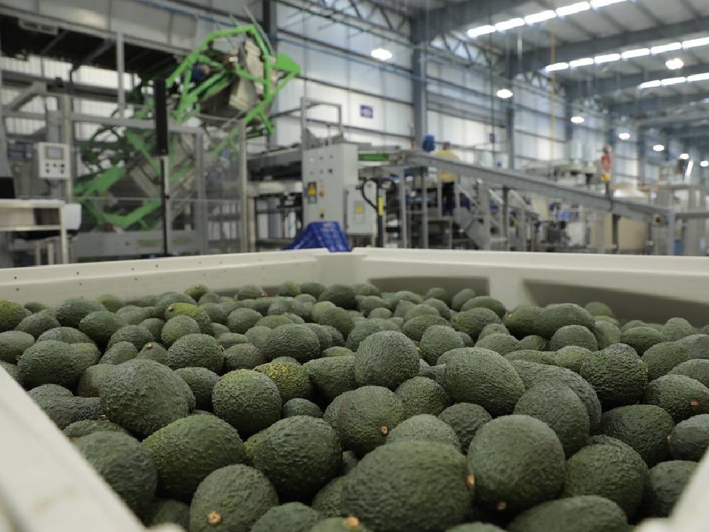 Guatemala busca nuevos mercados para la exportación de aguacate