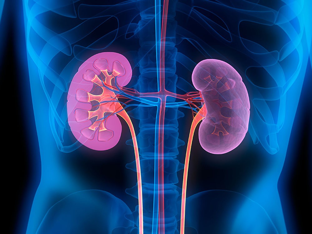 Guatemala impulsa resolución sobre enfermedad renal crónica ante la OMS