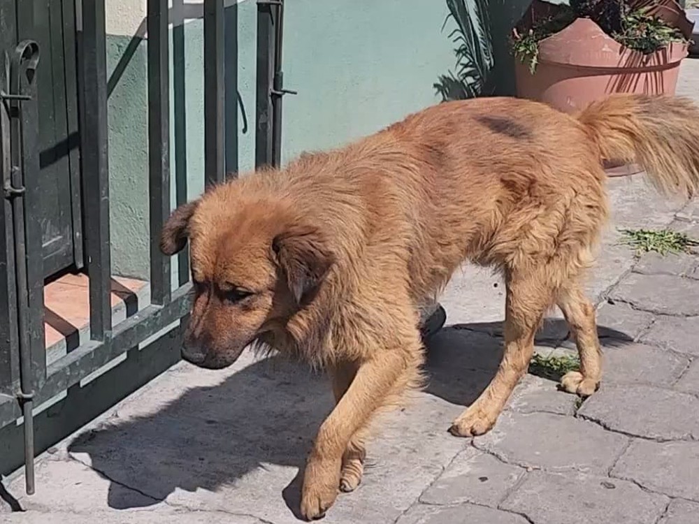 Incrementan mordeduras de perros en San Marcos