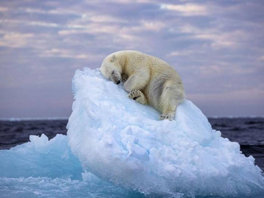 La "impresionante y conmovedora" foto de un oso somnoliento que se ganó el concurso de fotografía natural del Museo de Historia Natural de Londres