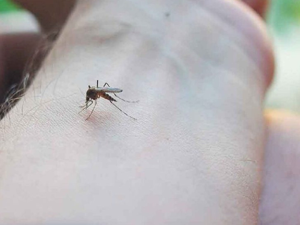 La Unión Europea destina 1.5 millones de euros para lucha contra el dengue en Latinoamérica