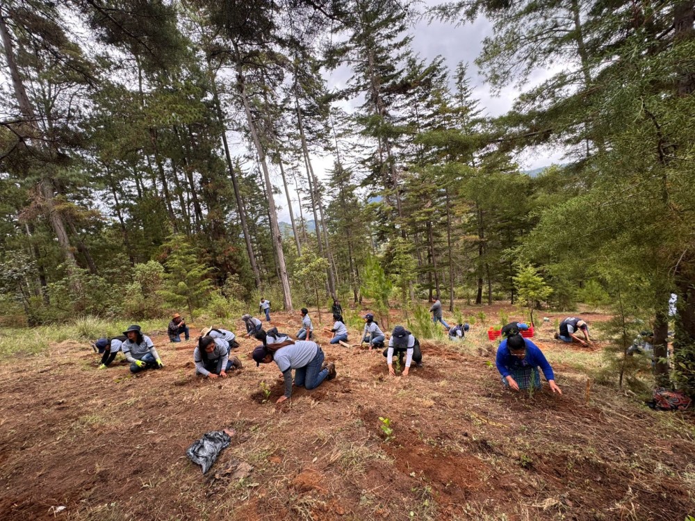 Ministerio de Ambiente desarrollará jornadas de reforestación en Xela