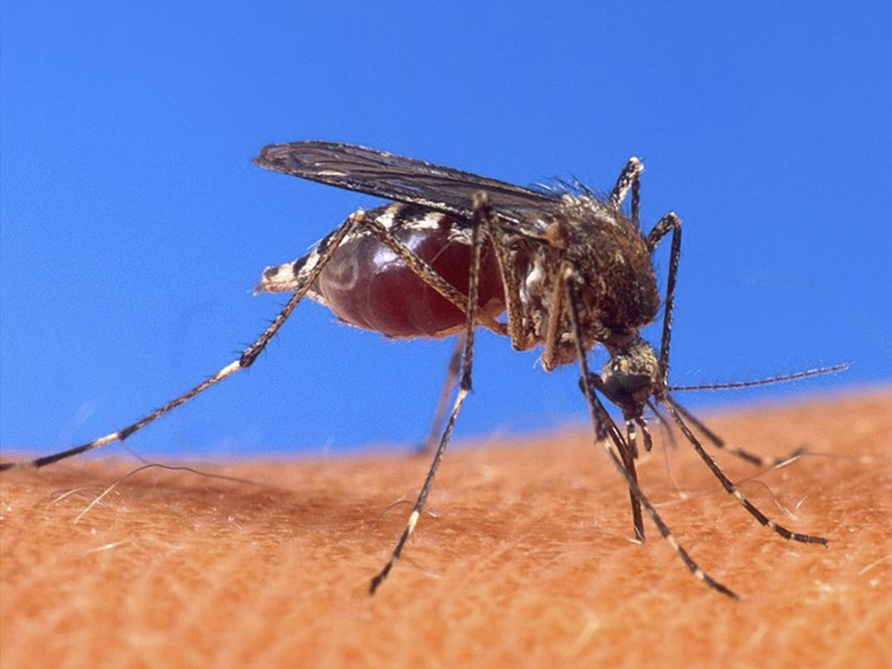 Número de casos de dengue a nivel departamental está cerca de alcanzar la cifra registrada en el año 2023