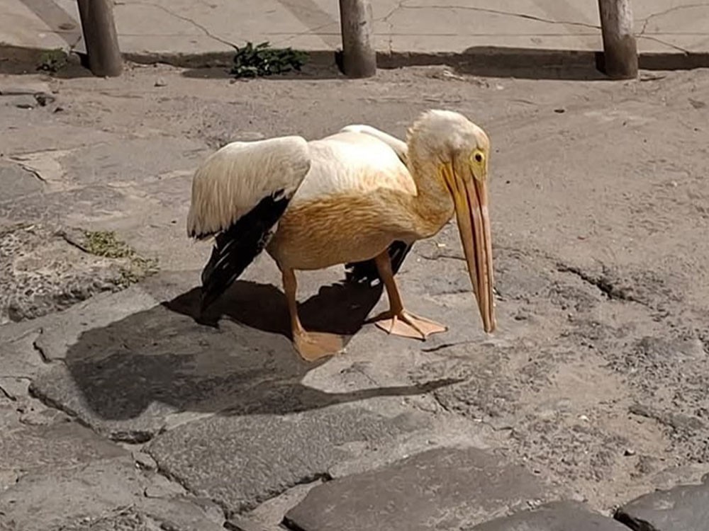 Pelícanos migratorios localizados en Xela serán resguardados en el Zoológico Minerva