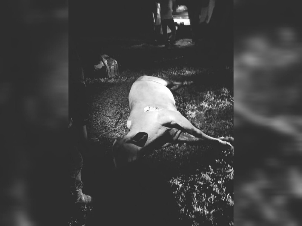 Rayo mata a 11 reses en Catarina, San Marcos