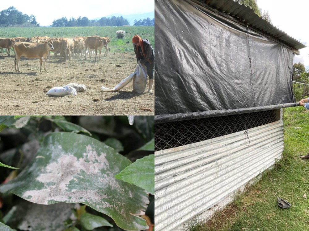Brindan recomendaciones para el sector agropecuario ante la caída de ceniza 