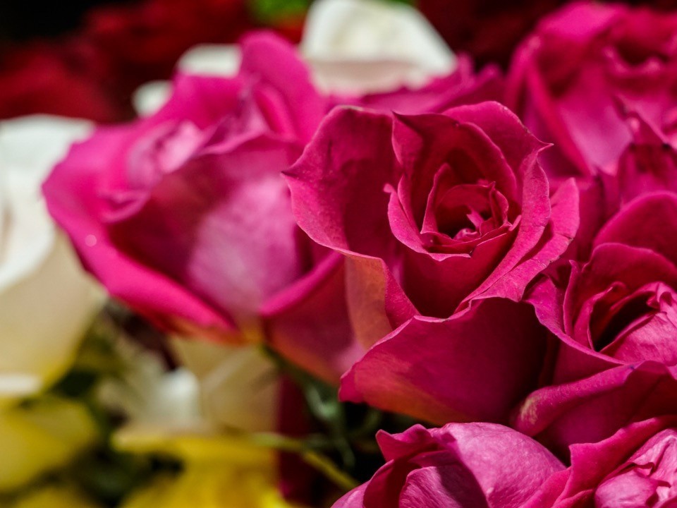 ¿Sabes por qué es tradición llevar flores a un funeral o al cementerio? 