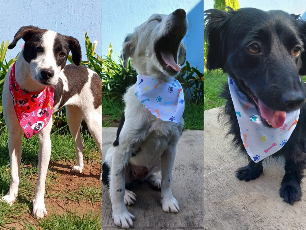  Tres perritos que fueron abandonados tendrán una nueva oportunidad con familias en Estados Unidos