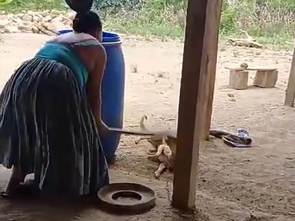 Crueldad animal en Cobán: Madre e hija golpean brutalmente a un perro y desatan indignación