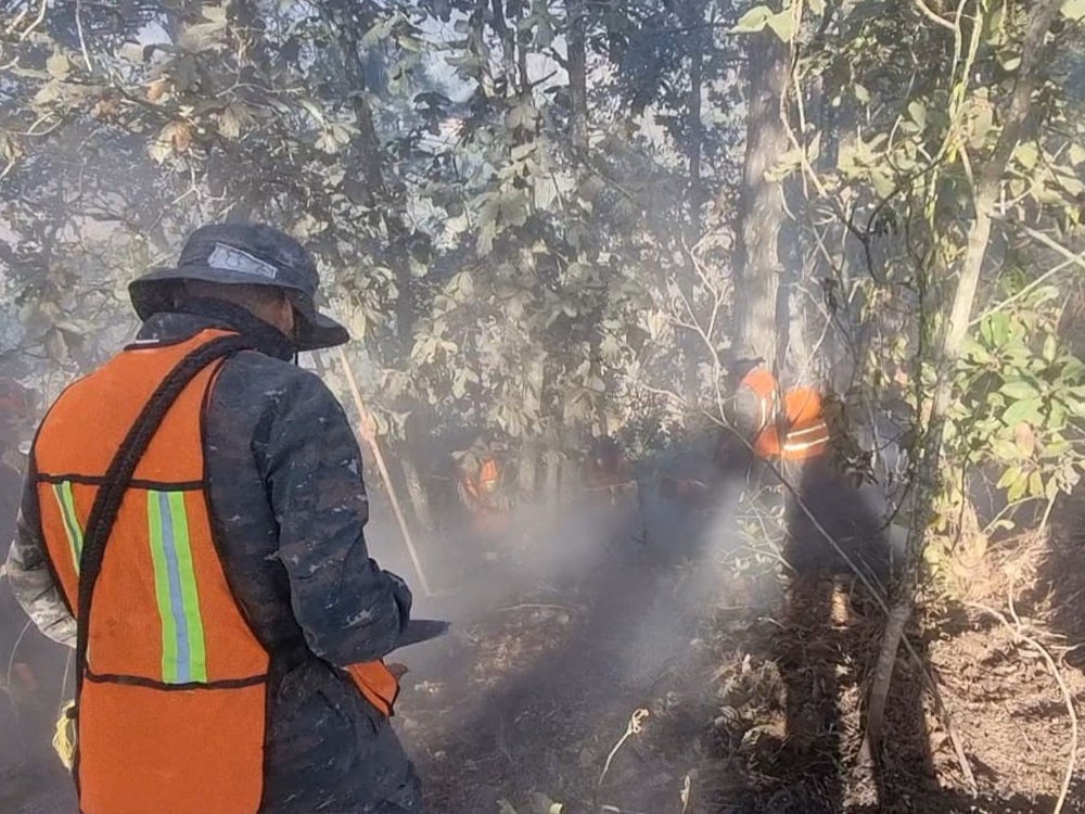 Varias cuerdas de bosque se queman por incendio forestal