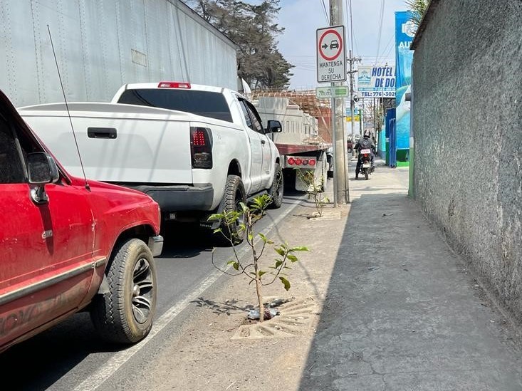 XELA: 170 árboles han sido dañados desde que se plantaron  