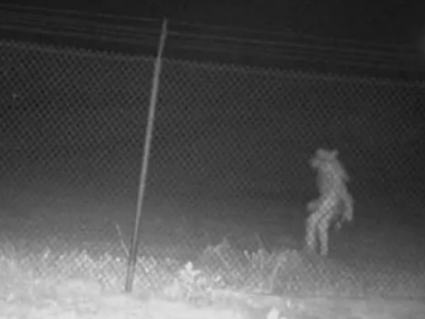 Zoológico de Texas capta misteriosa criatura y genera intriga 