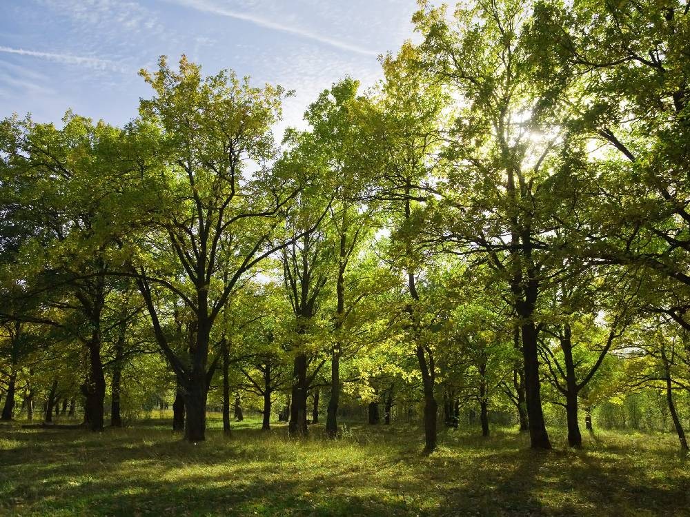 10 beneficios que los árboles brindan al ser humano y al medio ambiente 