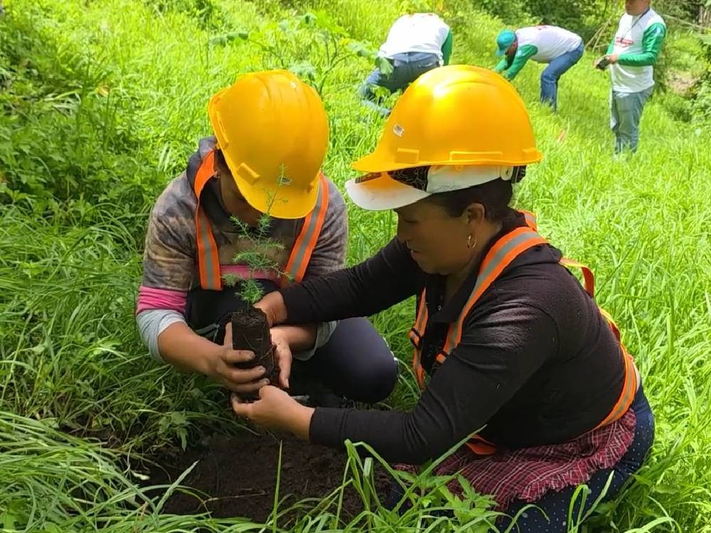 15 mil árboles sembrados en 20 días: Avanza proceso de reforestación en San Marcos
