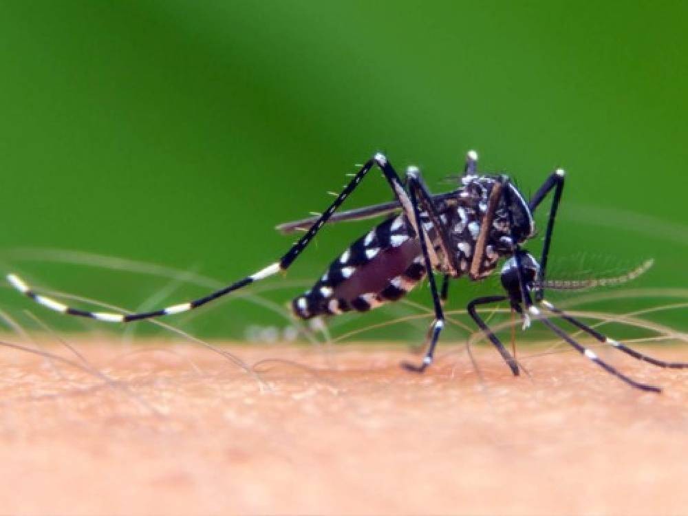 Alertan por síndrome que aparece tras haber tenido dengue