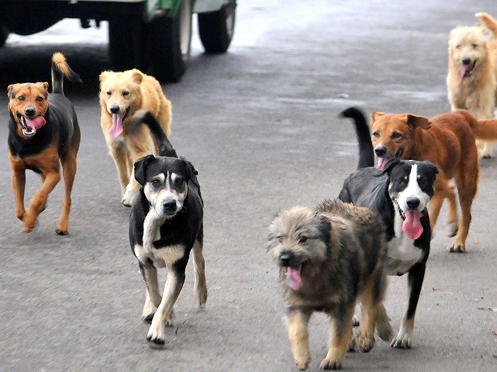  Anuncian fechas para jornada anual de vacunación canina en Quetzaltenango 