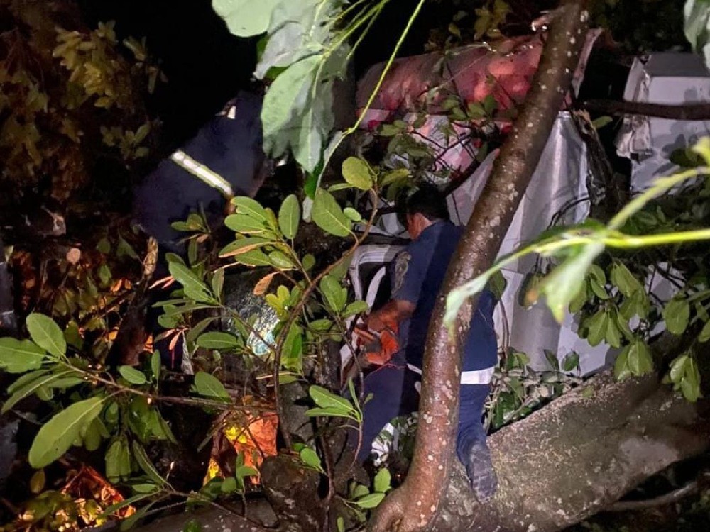 Árbol cae sobre transporte pesado; piloto sobrevive 