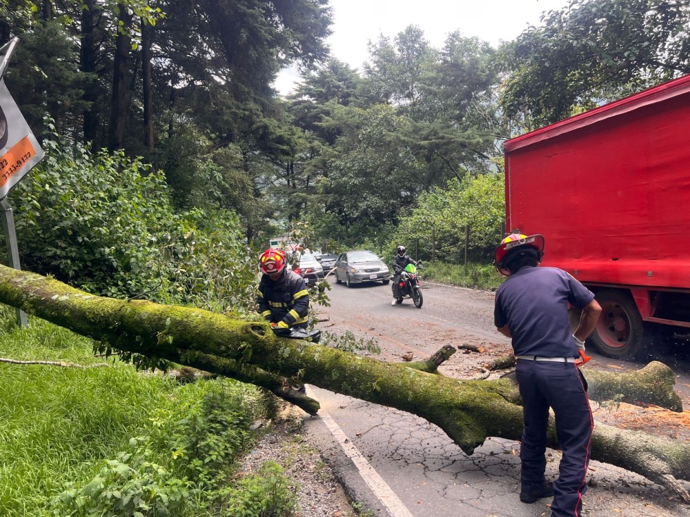 Árbol de grandes proporciones cae en carretera y afecta el paso vehicular