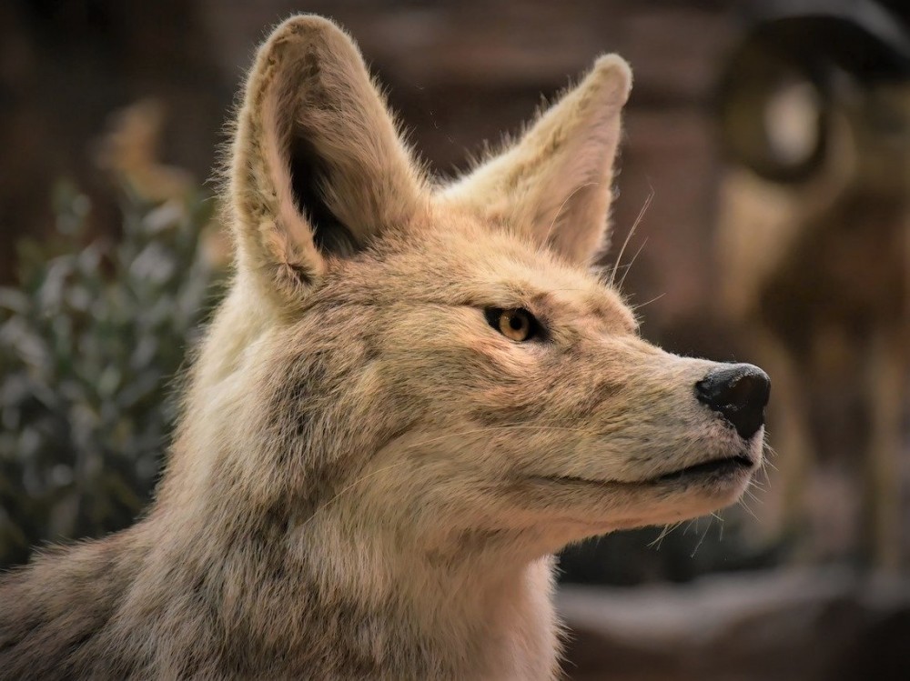 Ataques de supuestos coyotes alarman a la población en Huehuetenango