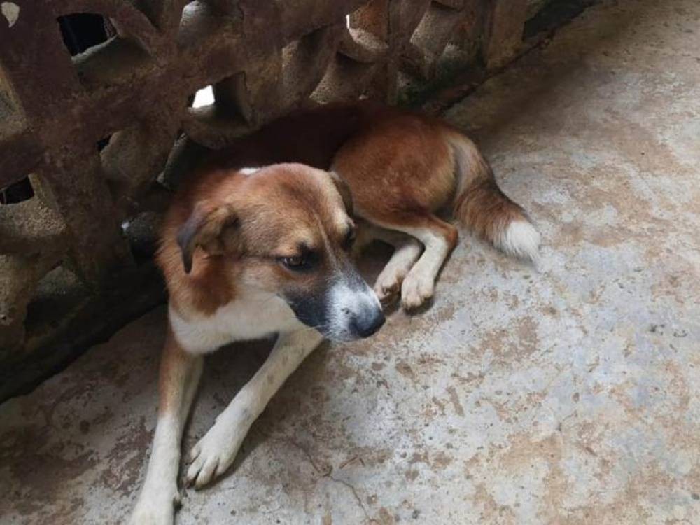 Atienden casos de Gusano Barrenador en perros