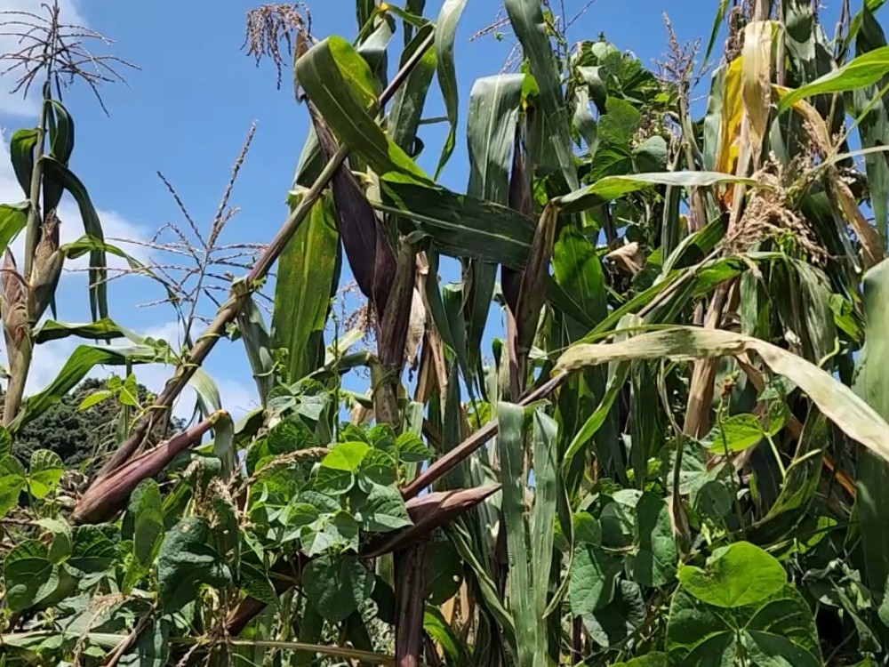 Aumenta el número de familias afectadas por la falta de lluvias en municipio de San Marcos