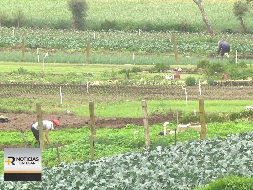 Buscan diversificación de cultivos en la región 