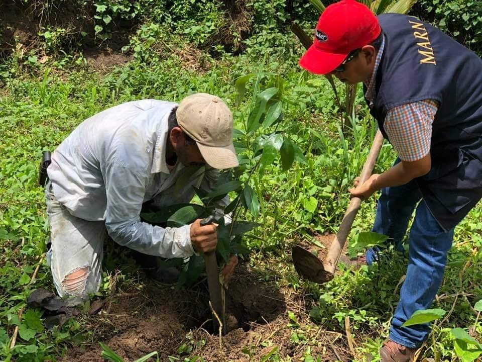 Buscan sembrar 27 mil árboles en Suchitepéquez