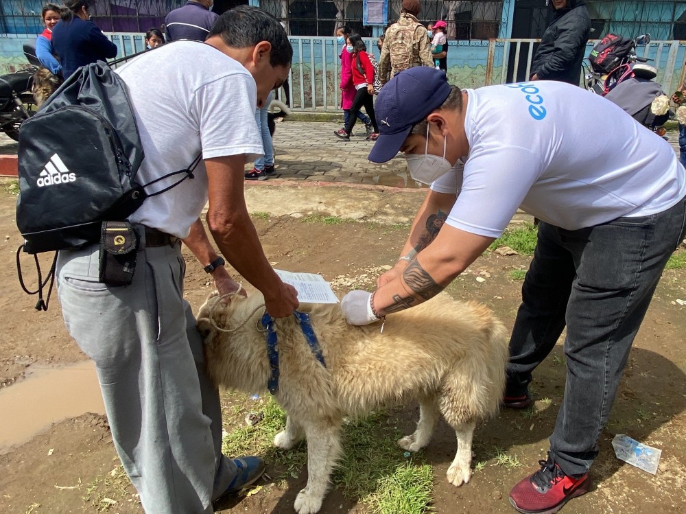 Buscan superar el 50% de perros y gatos vacunados contra la rabia 
