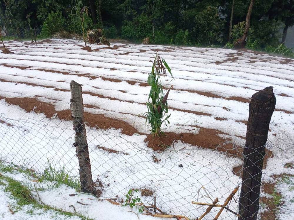 Caída de granizo afecta cultivos en el occidente 