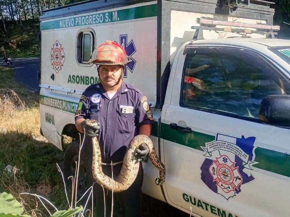 Capturan una mazacuata dentro de una vivienda en Nuevo Progreso, San Marcos