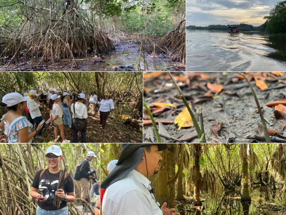 Celebran el Día del Mangle con recorrido y jornada de reforestación en Iztapa