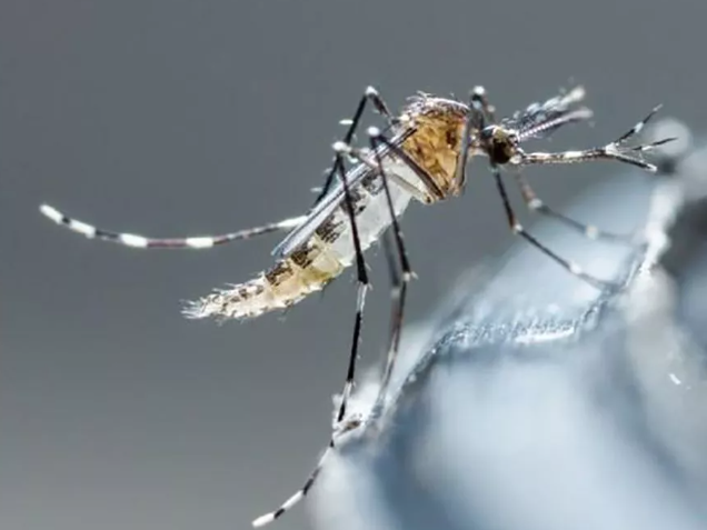Centro de Salud de Coatepeque hace el llamado a la población para evitar el dengue