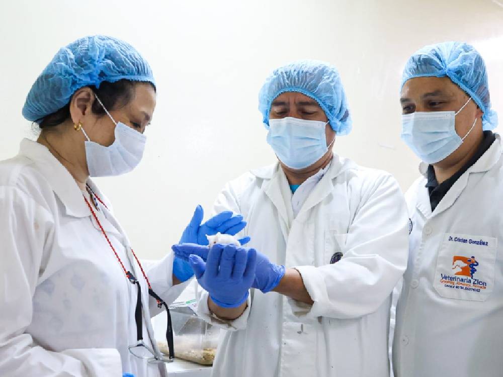 Científicos trabajan en un suero antiofídico a partir de especies de serpientes de Guatemala