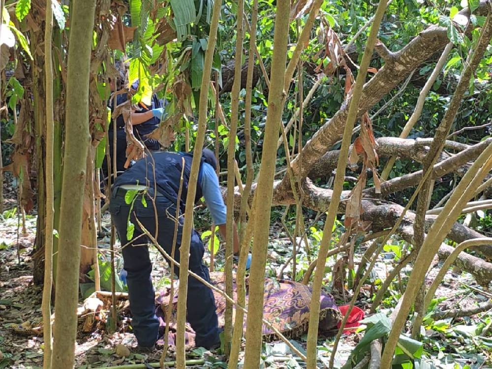 Colapso de árbol provoca la muerte de un hombre