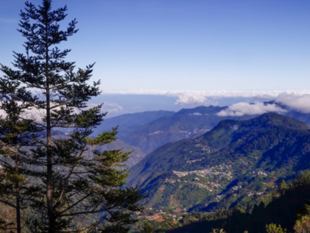 Comunidades de Todos Santos Cuchumatán lideran la conservación del pinabete