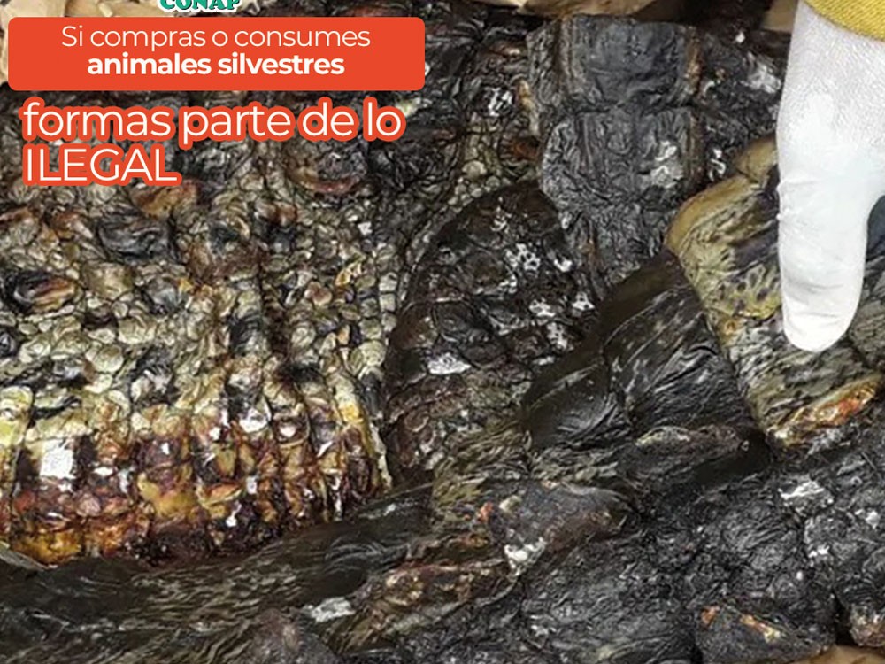 CONAP alerta sobre la venta ilegal de carne de especies en peligro de extinción durante Cuaresma 2025