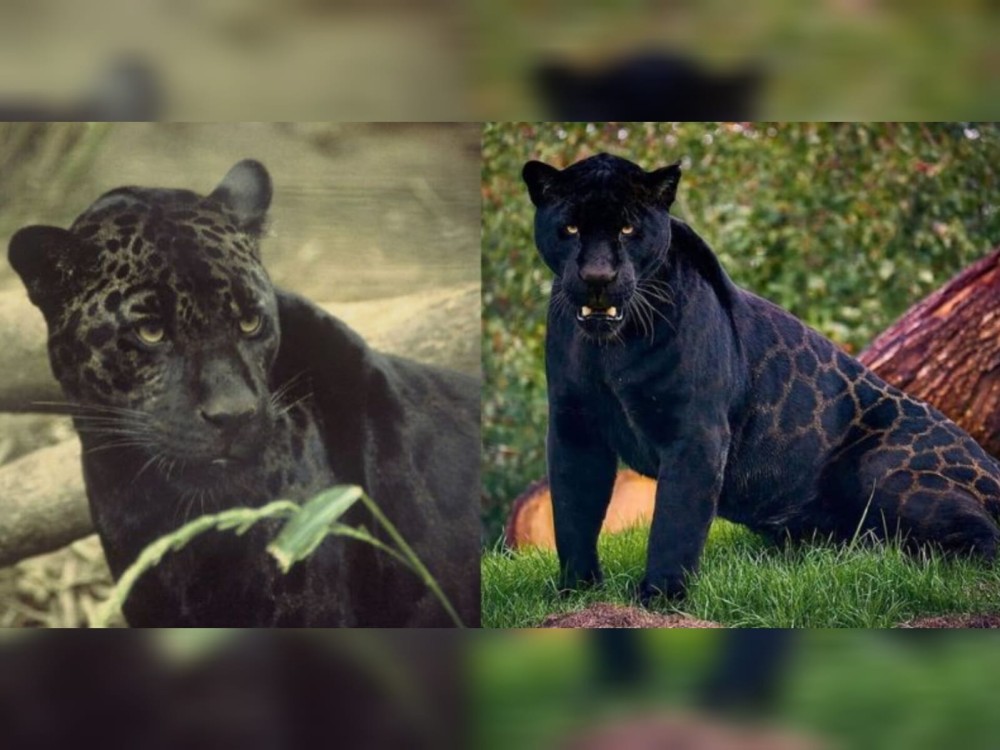 Conap confirma aparición y buen estado de salud de jaguar melánico reportado desaparecido