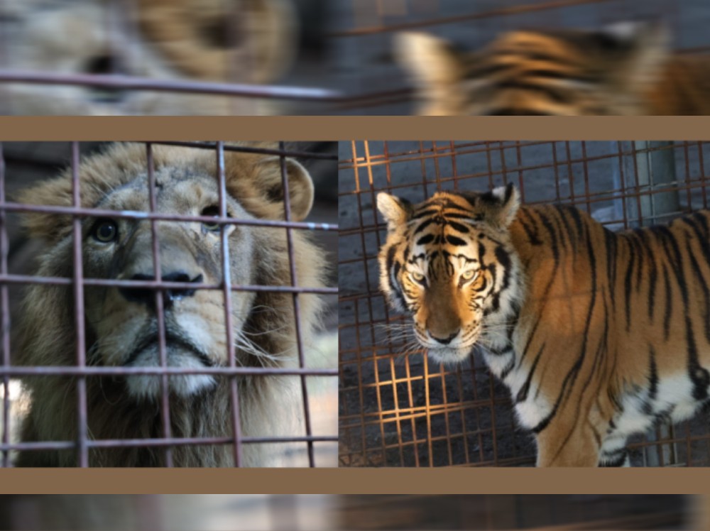 Conap decomisa tigre y león mantenidos ilegalmente en propiedad privada de El Progreso