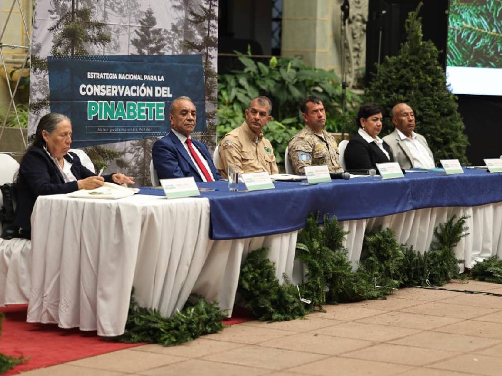 Conap e Inab lanzan campaña nacional para la conservación del Pinabete